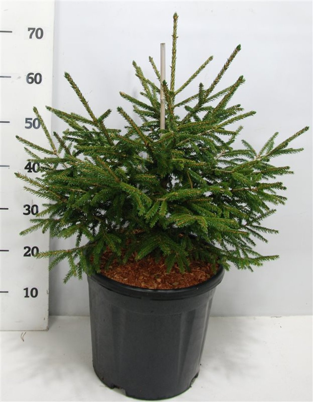 Picea orientalis 'Aureospicata' - C12 50-60 CM